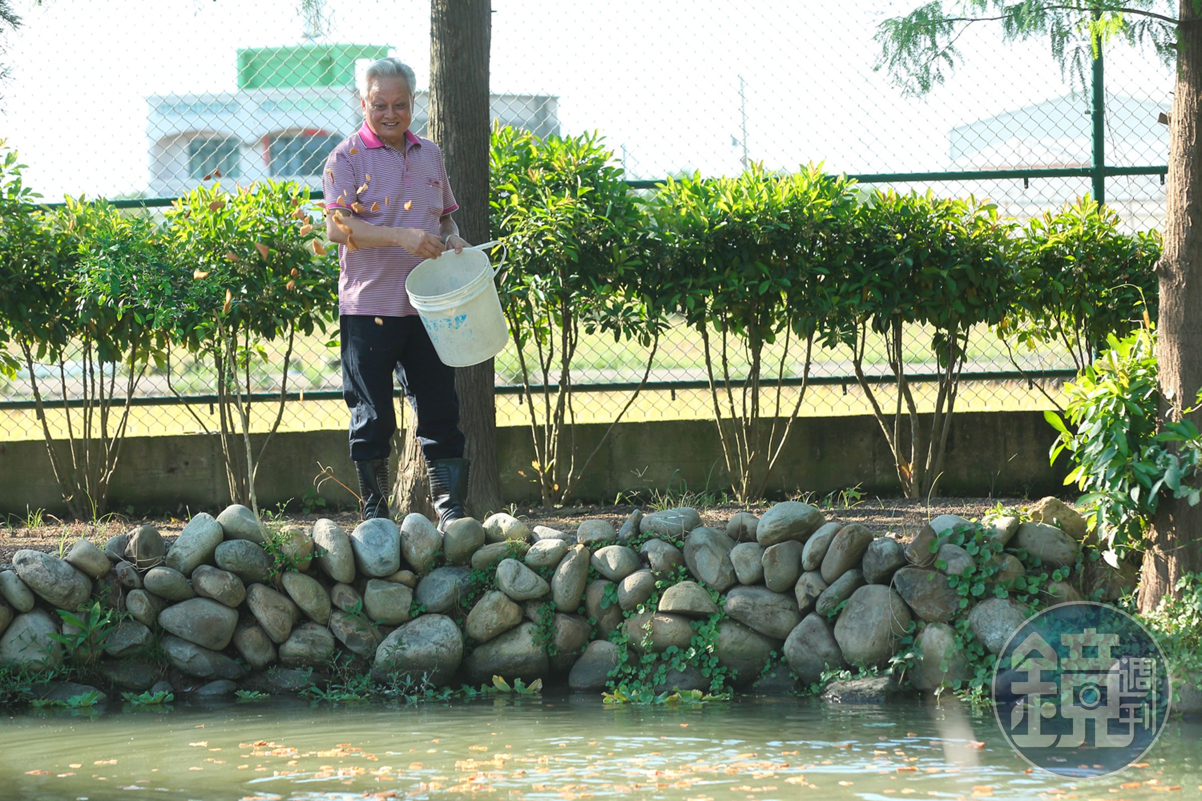 農場的魚池裡有上百隻魚，許倉賓都拿自家工廠的土司邊烘乾餵食，有時朋友、員工還會來釣魚、抓魚。
