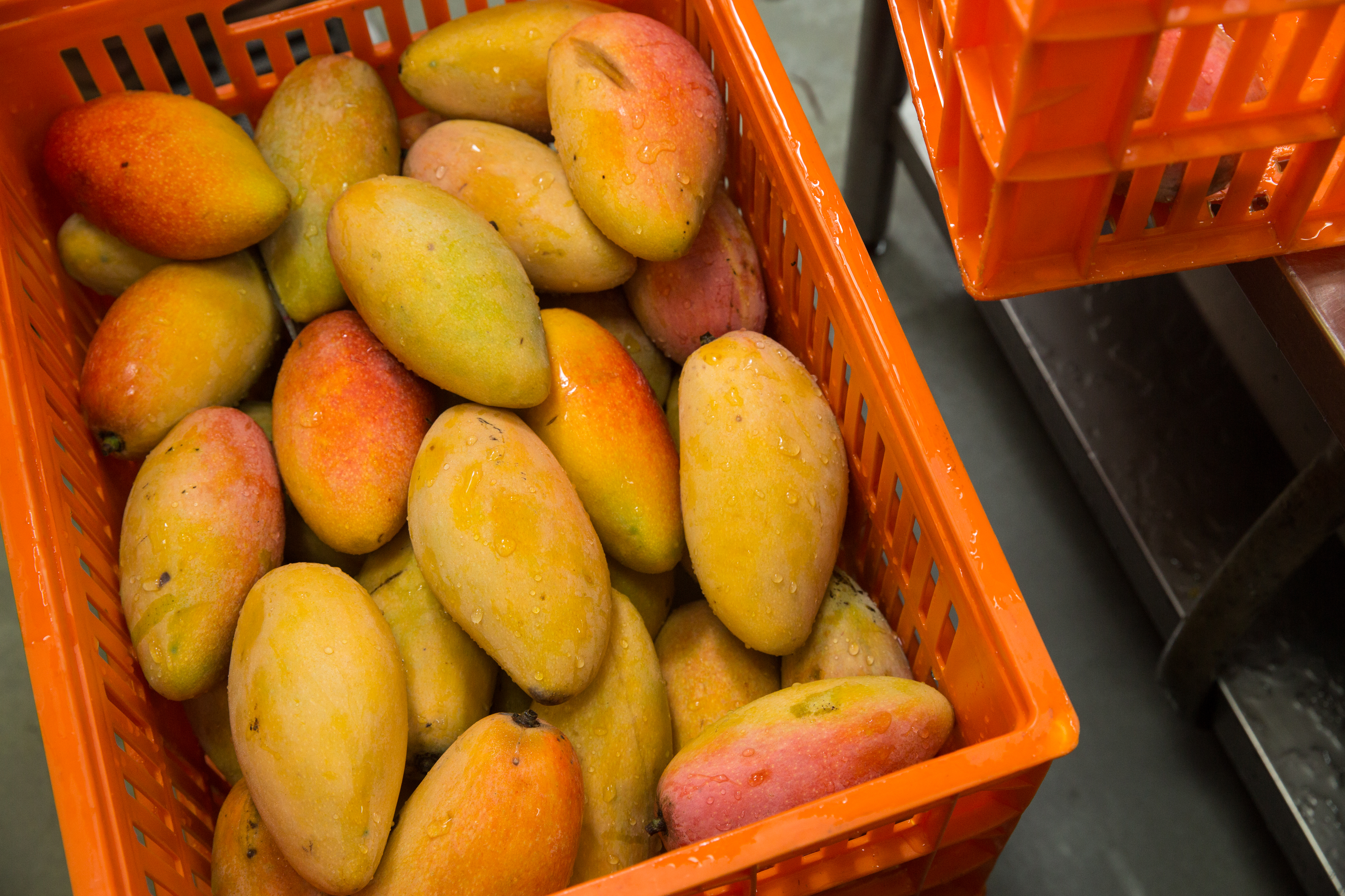 中國海關總署今突然宣布，台灣芒果禁止輸入。（示意圖，本刊資料照）