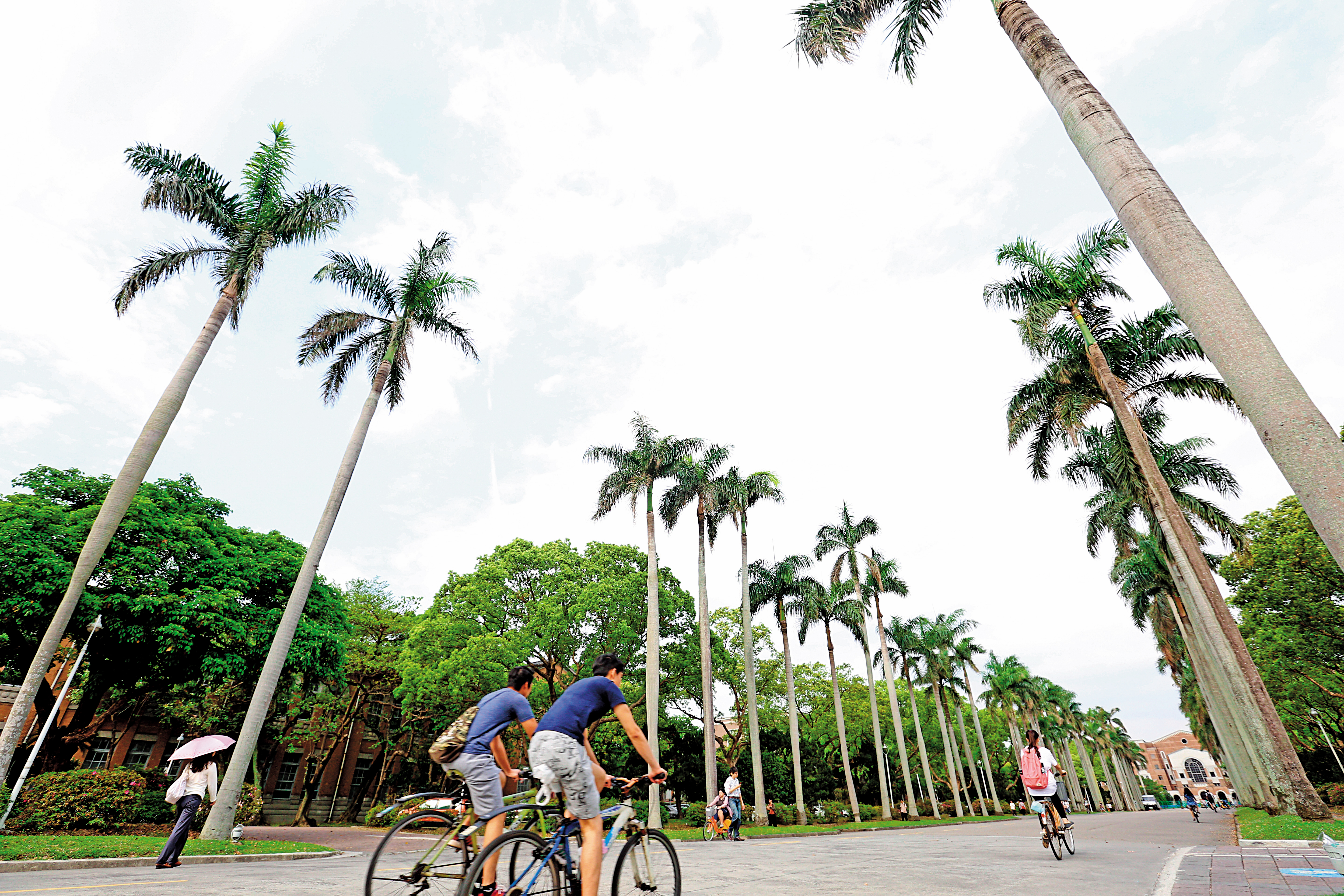「基泰台大」高樓層可將台大椰林大道(圖)盡收眼底,成為賣房一大吸睛亮點。