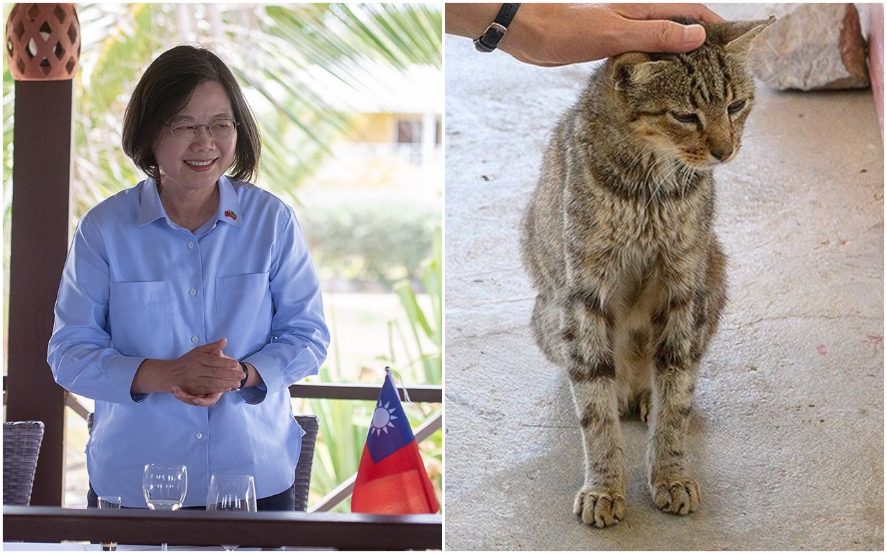 Dcard寵物版出現疑似蔡總統的po文，有不少網友識破，紛紛留言表示「別裝了！」「貓太可愛、風景太美，只好2024請您下台了。」（翻攝自蔡英文臉書／Dcard）