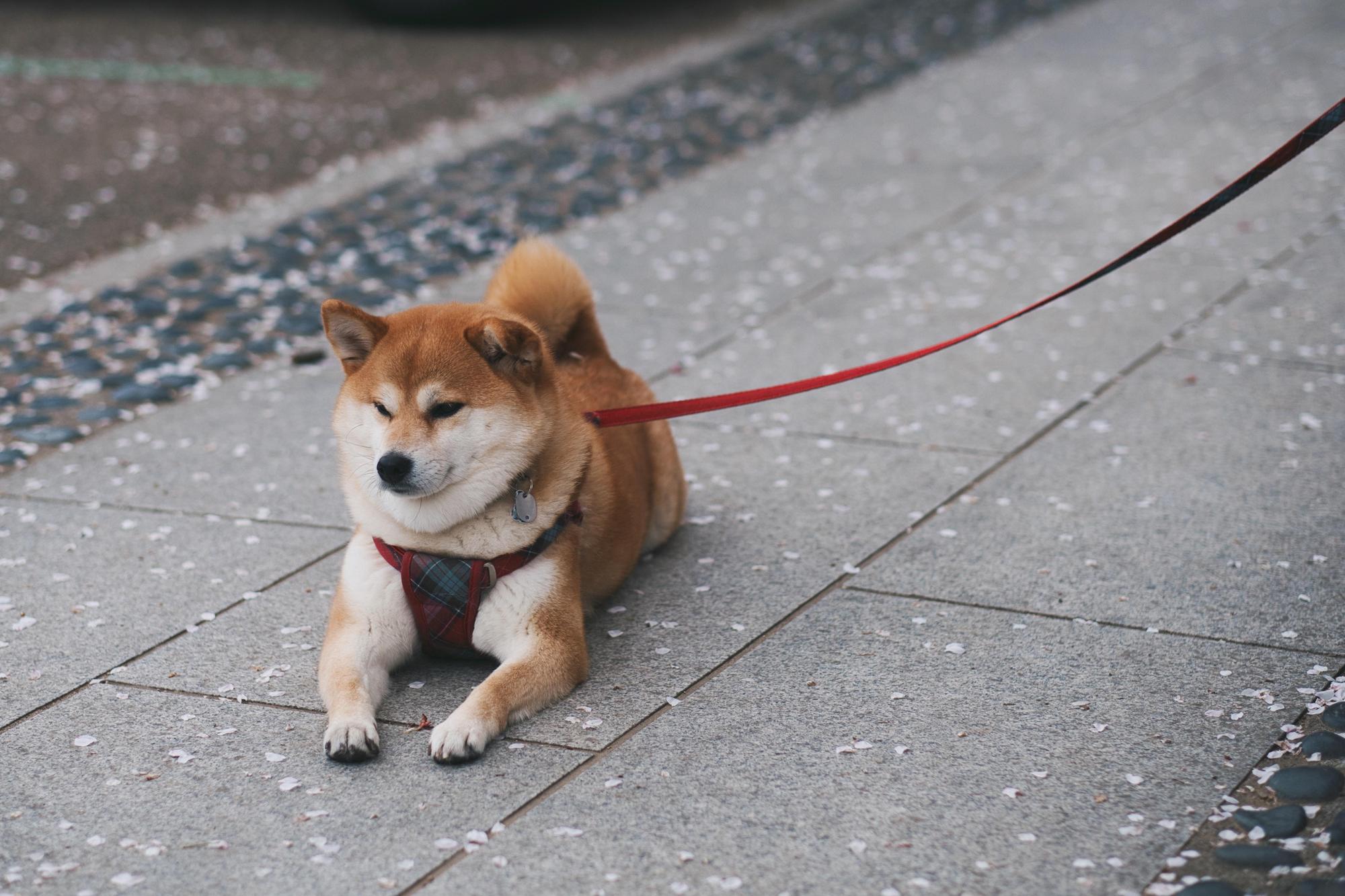 國外研究指出，跟動物互動10分鐘就能有效減壓。（pexels）