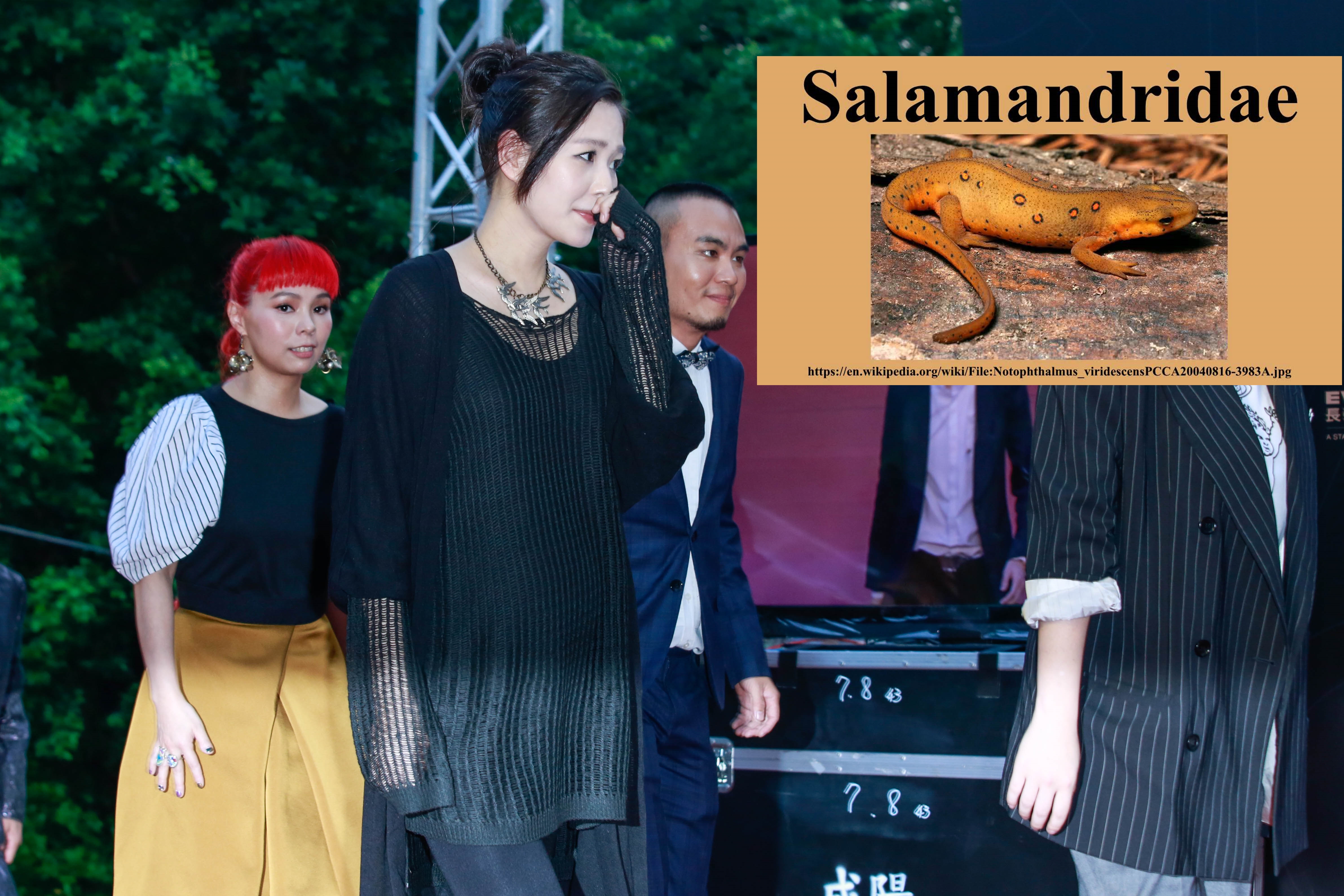 焦安溥暗示自己肚子裡孩子的爸長得像蠑螈。（本刊資料照、翻攝WikiWikiup的YouTube頻道）