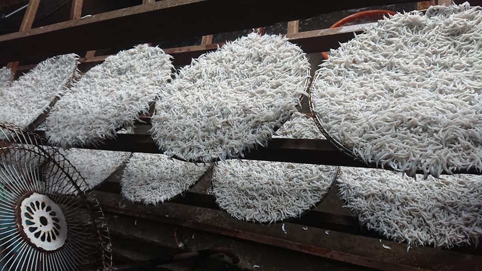 農委會臉書小編，澄清爭議話題，解釋發文非提倡吃魩仔魚，而是提供冷知識。（翻攝魩仔魚粉絲團臉書）