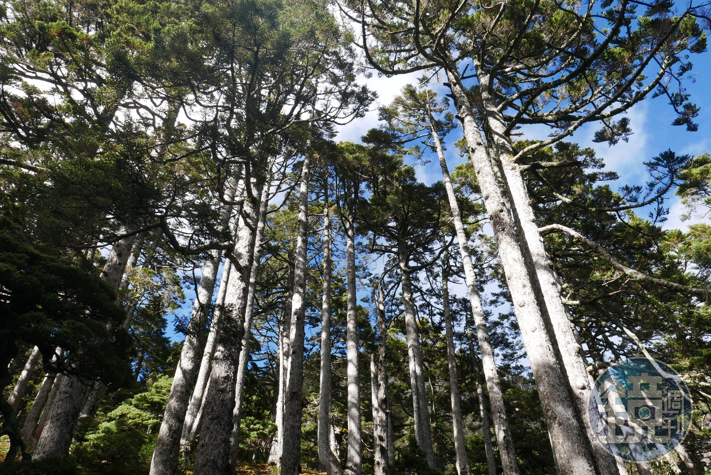 雪山黑森林，有一片冷杉純林。