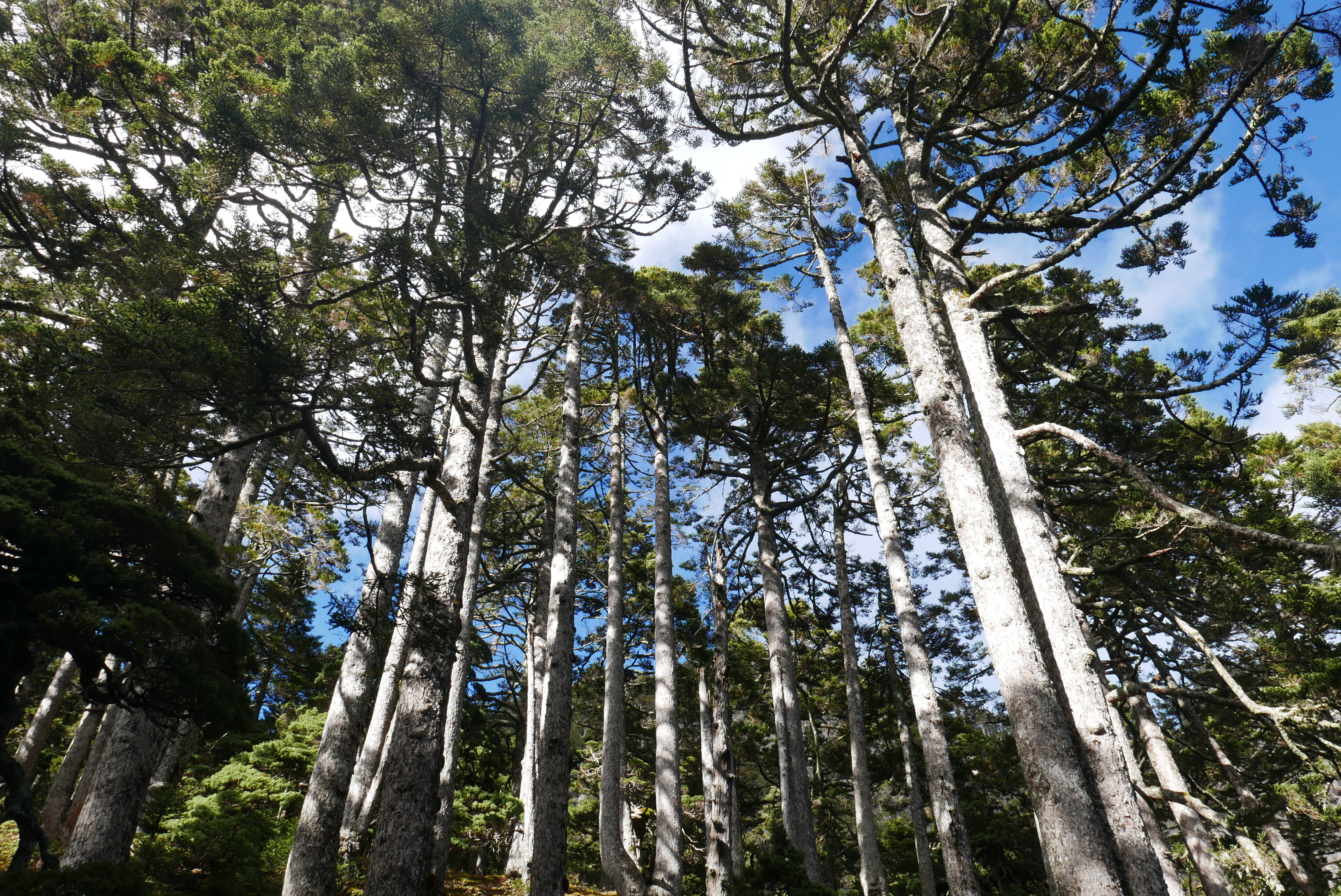 雪山黑森林，有一片冷杉純林。
