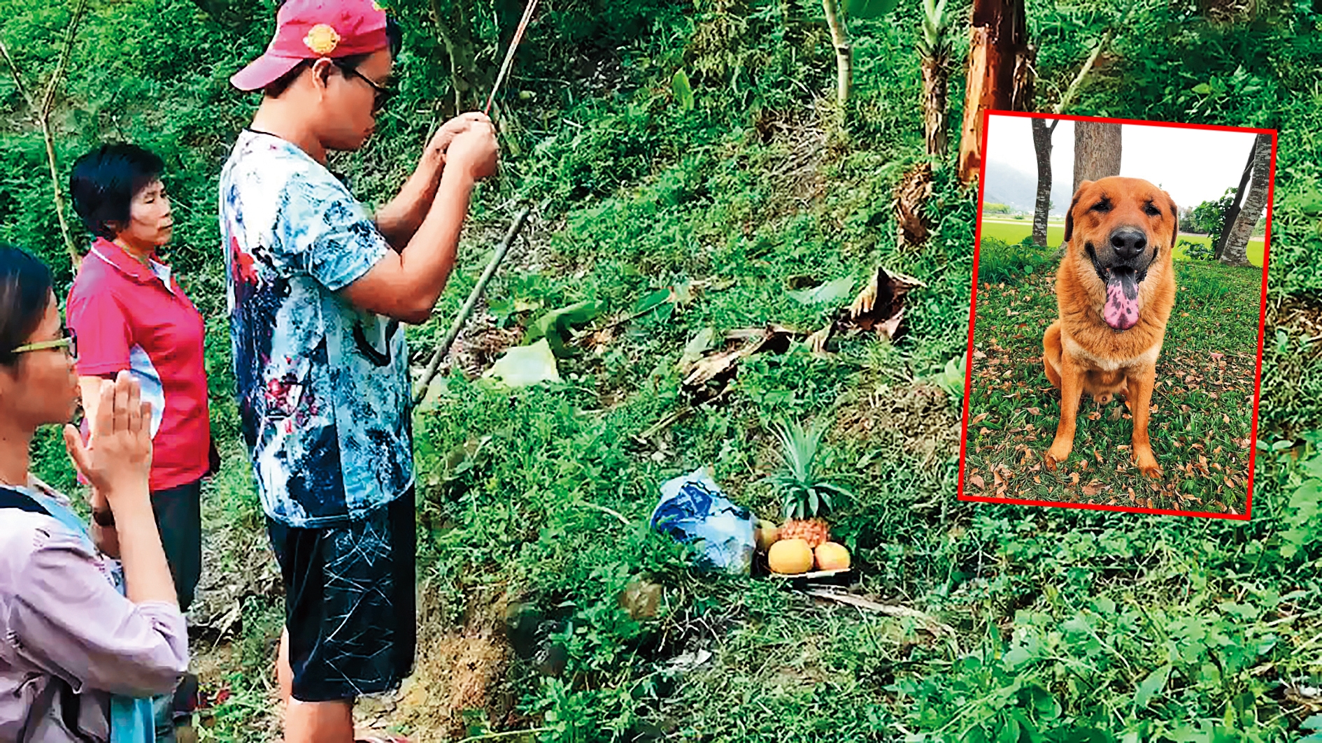 命運坎坷的大頭黃最後如願在霧峰山區長眠。(當事人提供)