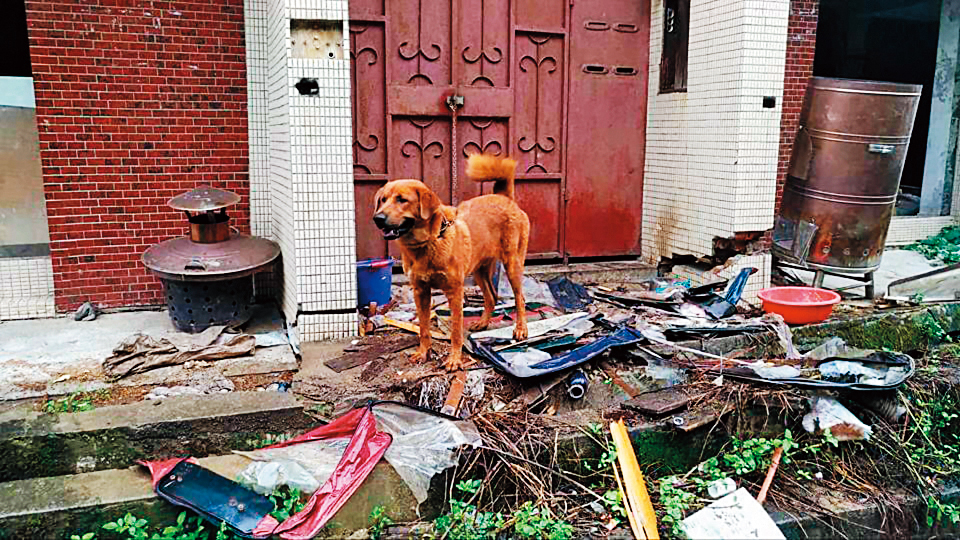 大頭黃因體型相當巨大猶如5、6歲小孩一般，被原飼主棄養在一處廢棄民宅前。（當事人提供）