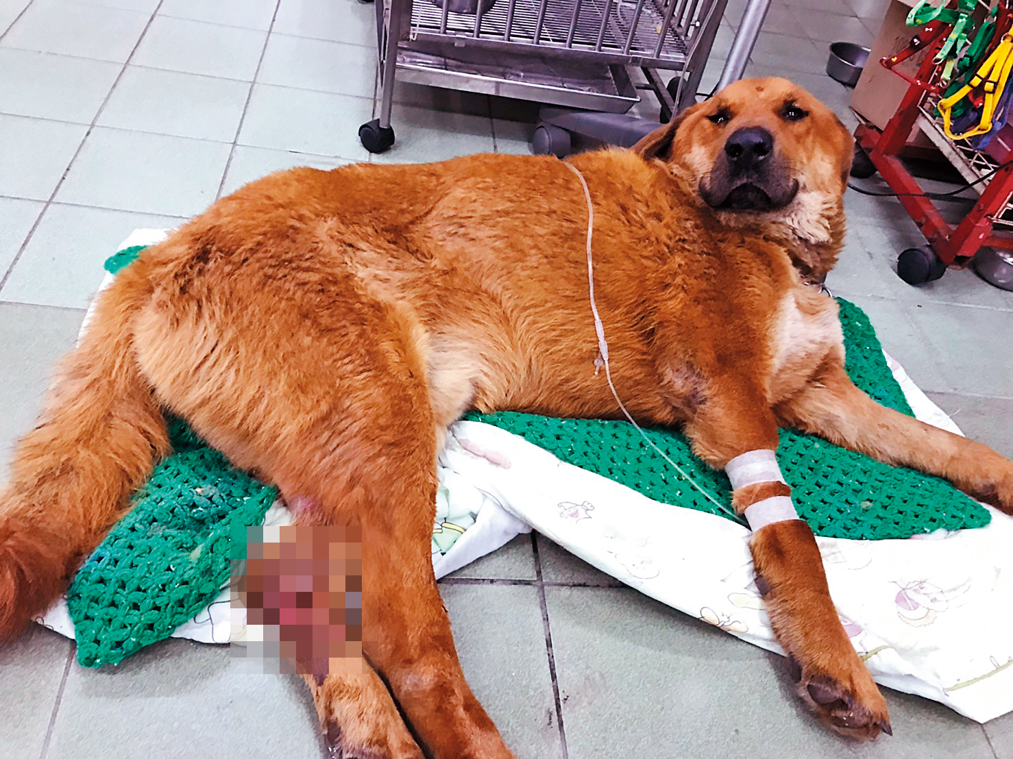 大頭黃被找回時腿部明顯已開放性骨折，腿骨暴露在外。（當事人提供）