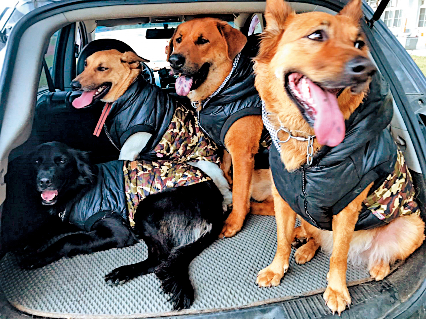 在清明節當天，大頭黃（右二）與圓圓（左）突然失控走失。（當事人提供）