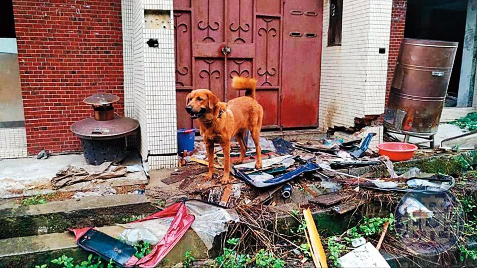 大頭黃2016年被原飼主棄養在台中一處廢棄民宅前。（當事人提供）