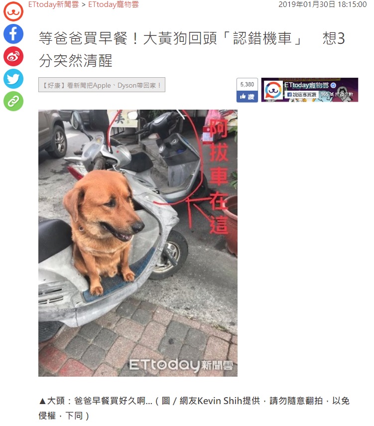 大頭黃太黏新主人，在1次出門買早餐時，還因此鬧出糗事。（翻攝畫面）