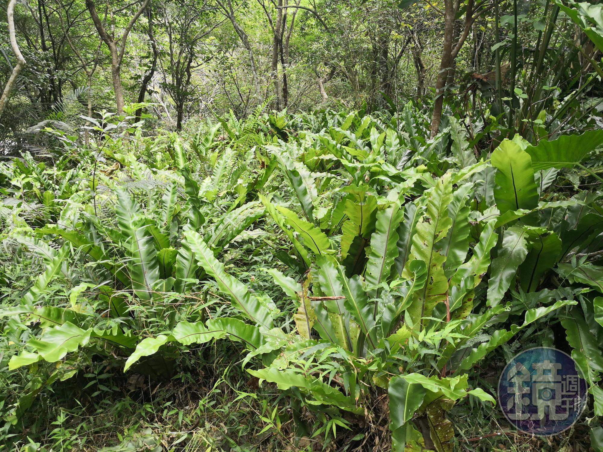 終點三間屋附近可見整片山蘇。