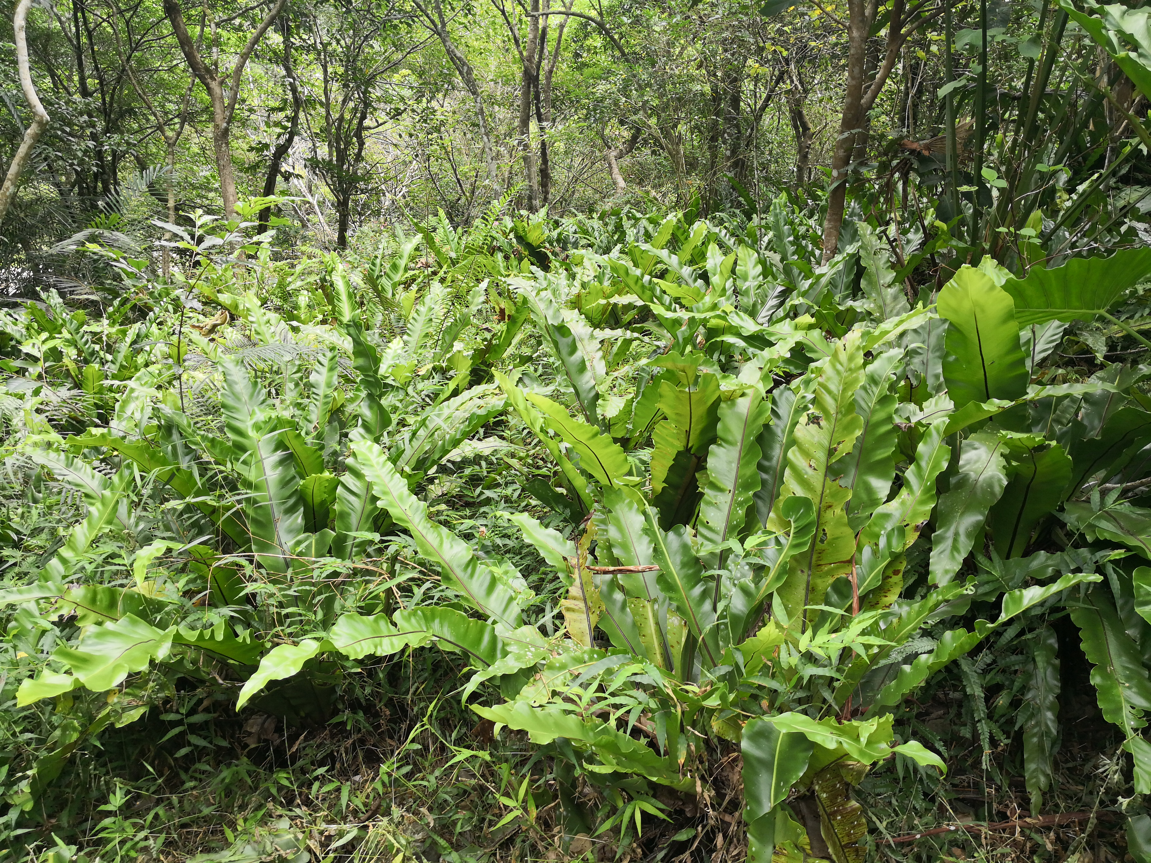 終點三間屋附近可見整片山蘇。