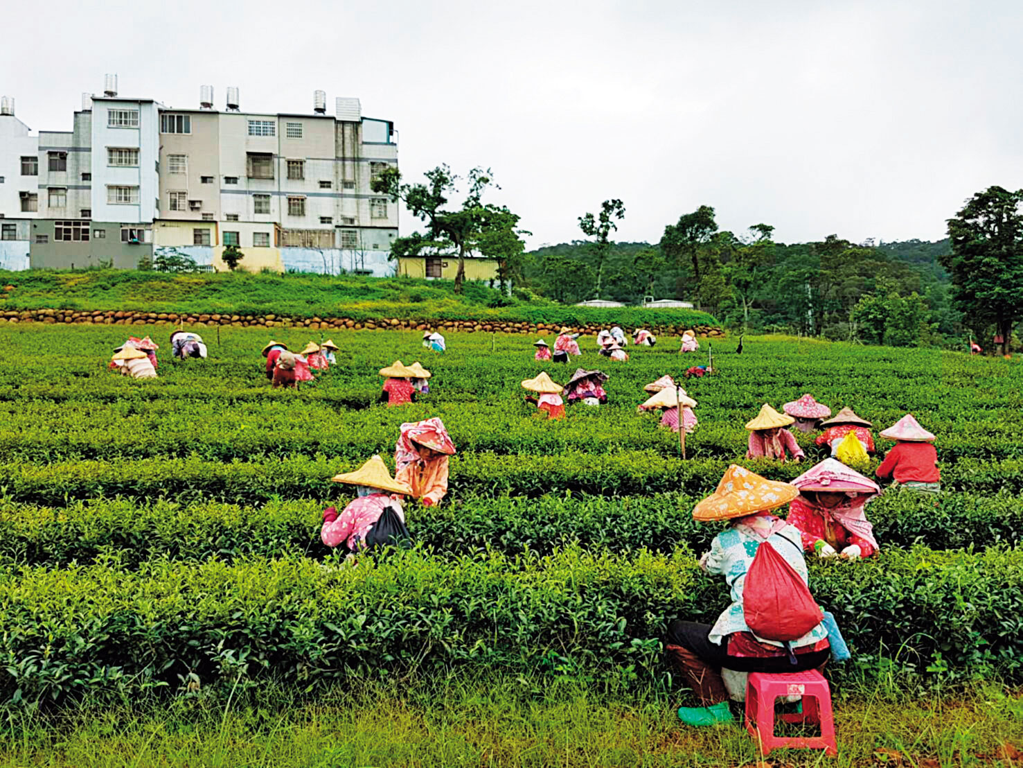 農林手握近4,000公頃土地，曾是全台茶葉最大生產商及出口商。（農林提供）