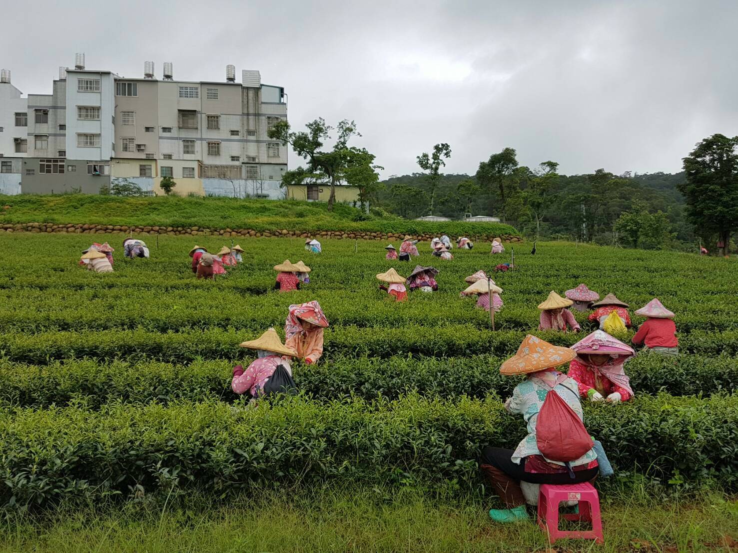 農林是百年茶廠，近年已轉型為土地開發商。（農林提供）