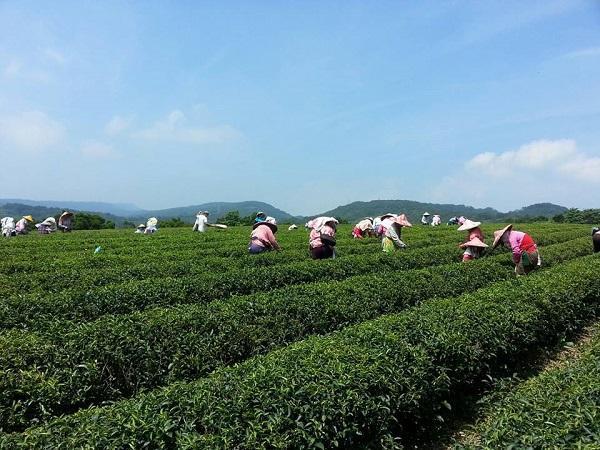 農林手握近4,000坪土地，曾是全台茶葉最大生產商及出口商。（農林提供）