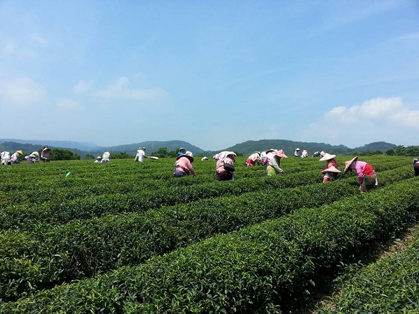 農林手握近4,000坪土地，曾是全台茶葉最大生產商及出口商。（農林提供）