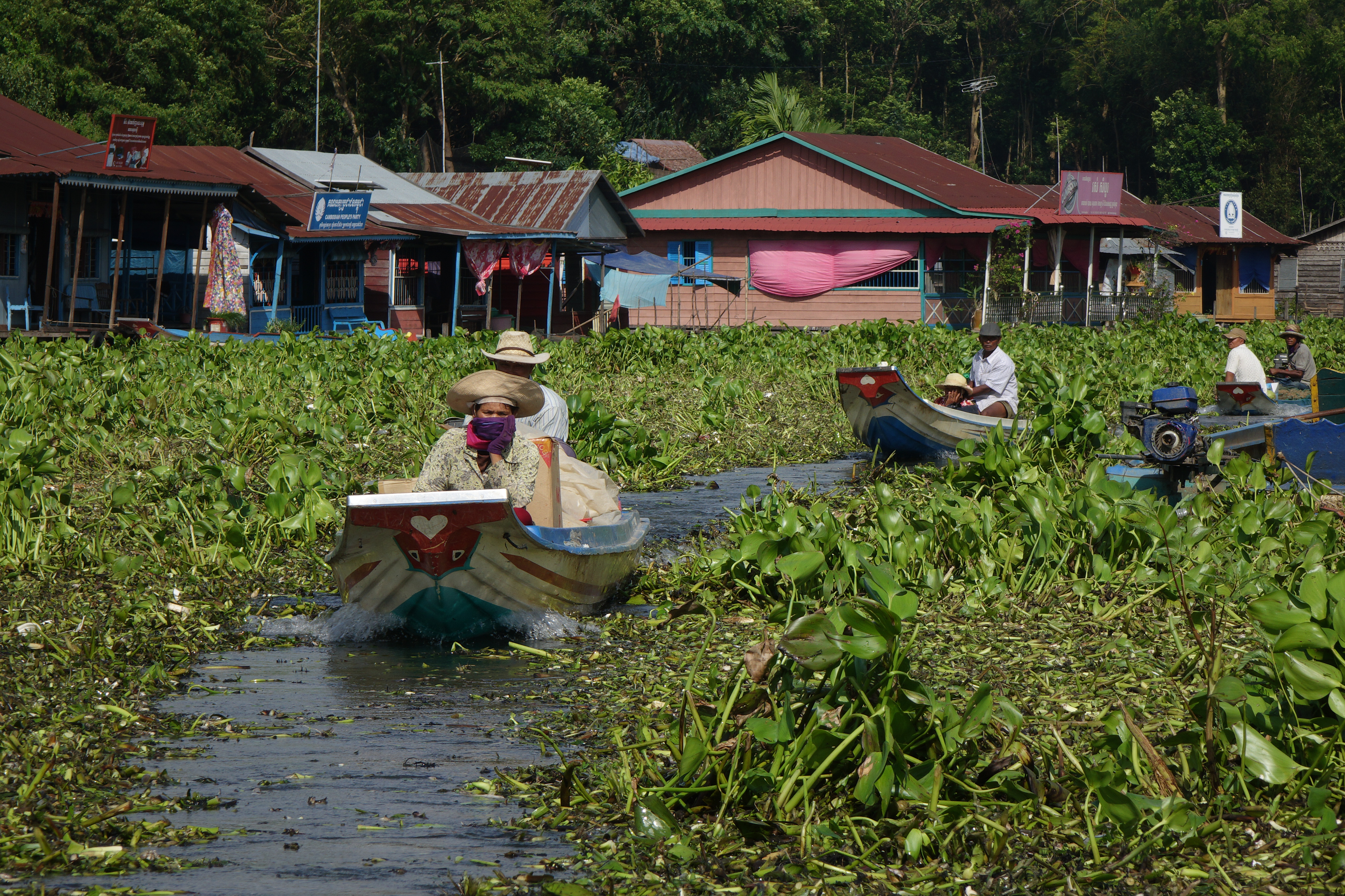 洞里薩湖區壯觀的布袋蓮奇景，其實是湖水的優養化造成的。
