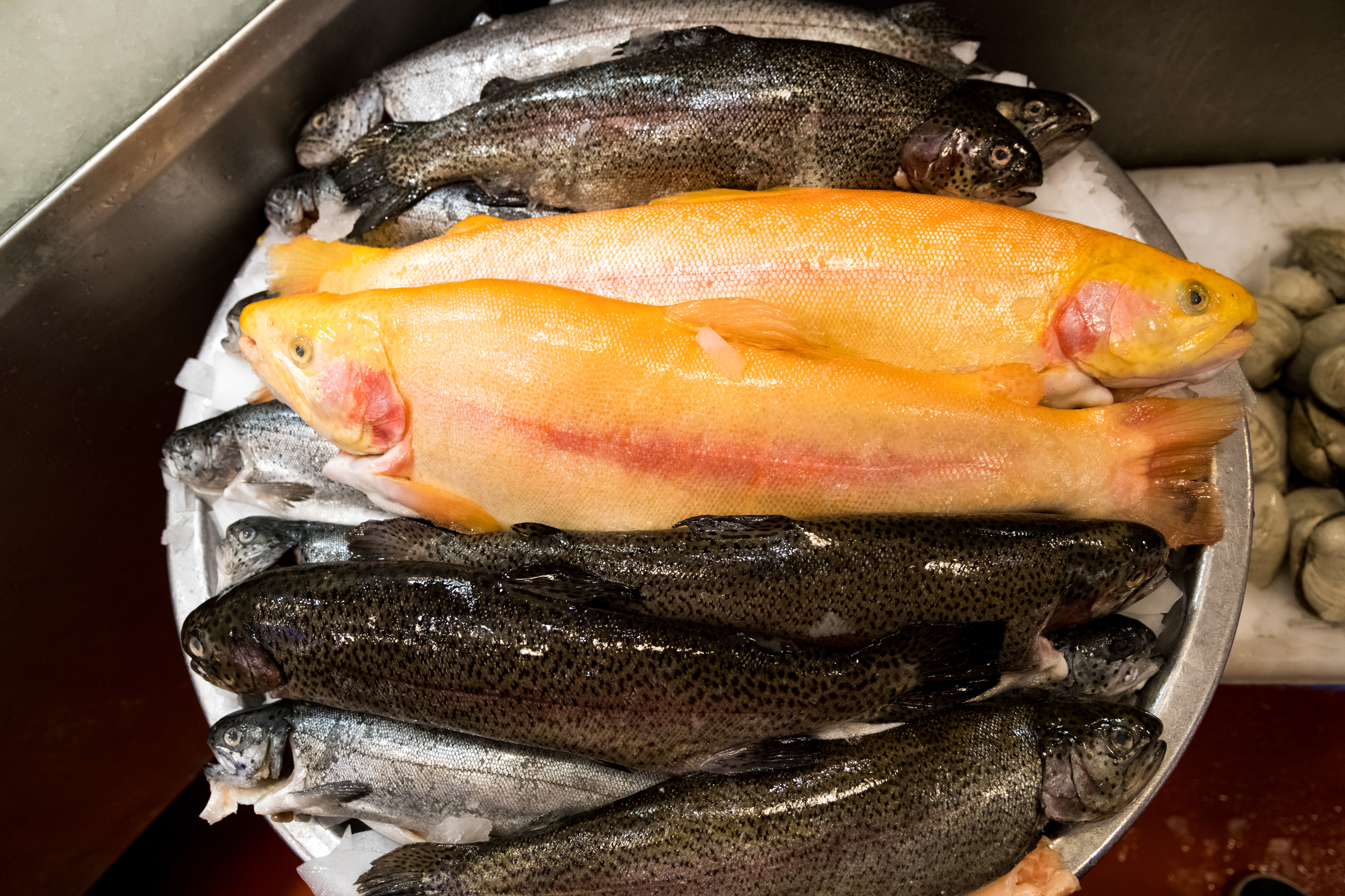 各種肥美鮮魚,誘人食欲。