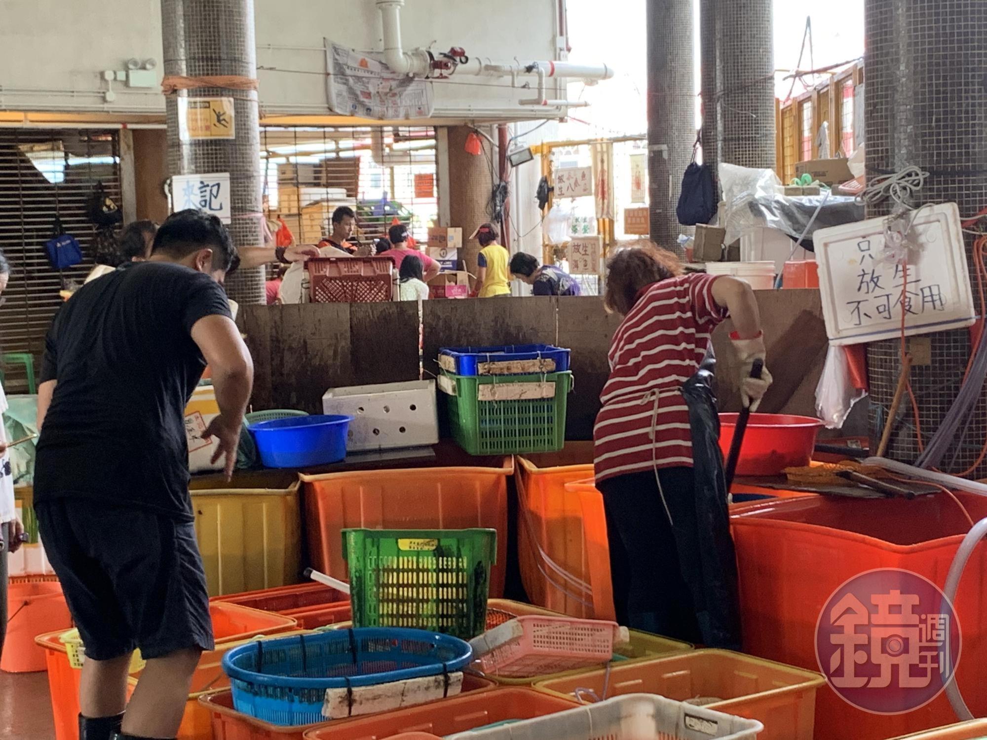 北角碼頭入口最顯眼的魚攤就只賣放生魚。