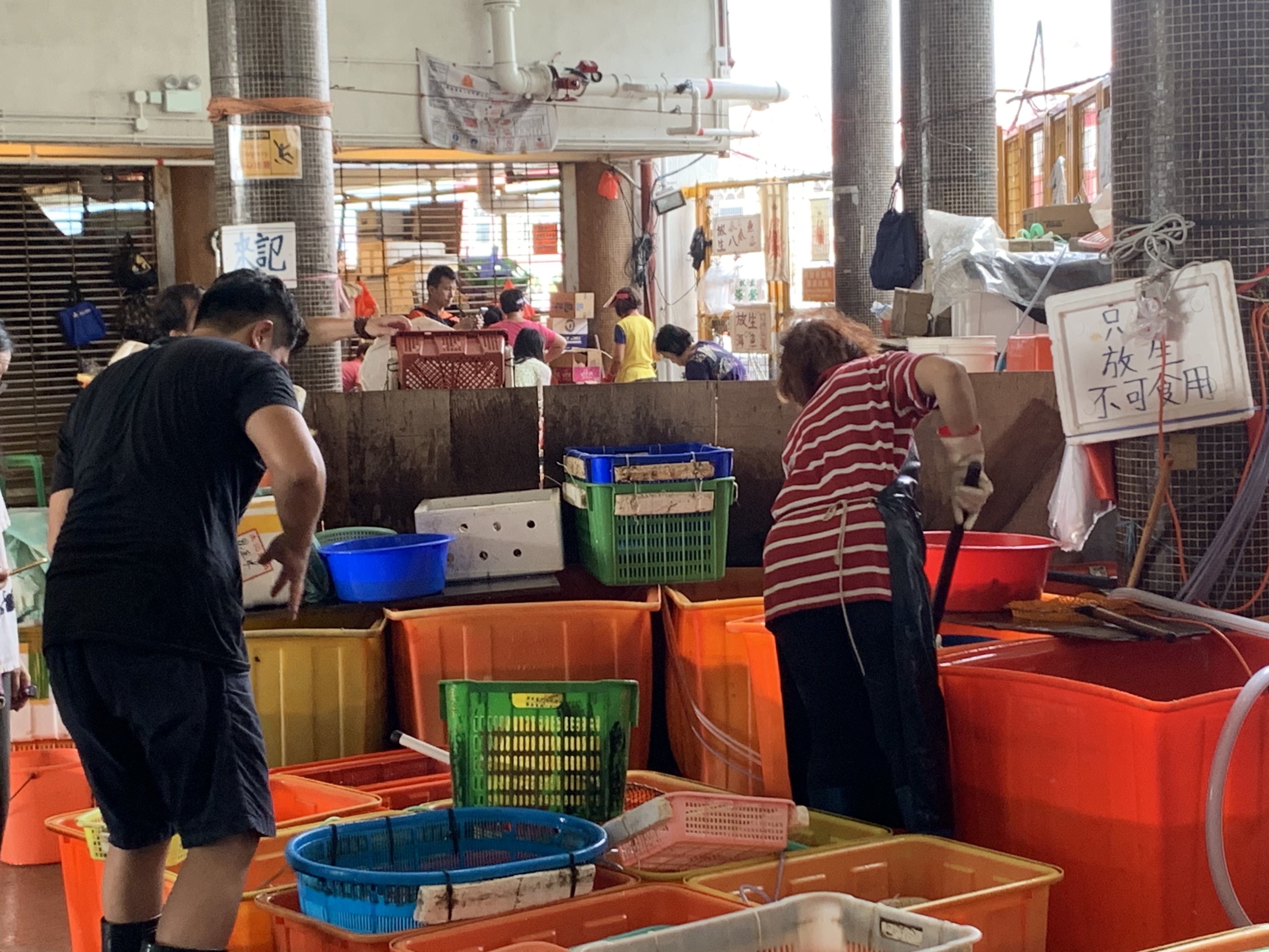 北角碼頭入口最顯眼的魚攤就只賣放生魚。