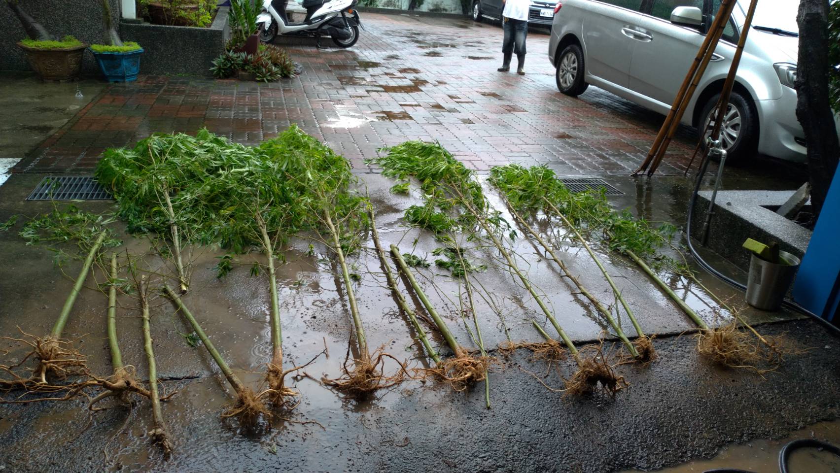 警方拔除嫌犯違法栽種的大麻植株。（翻攝畫面）