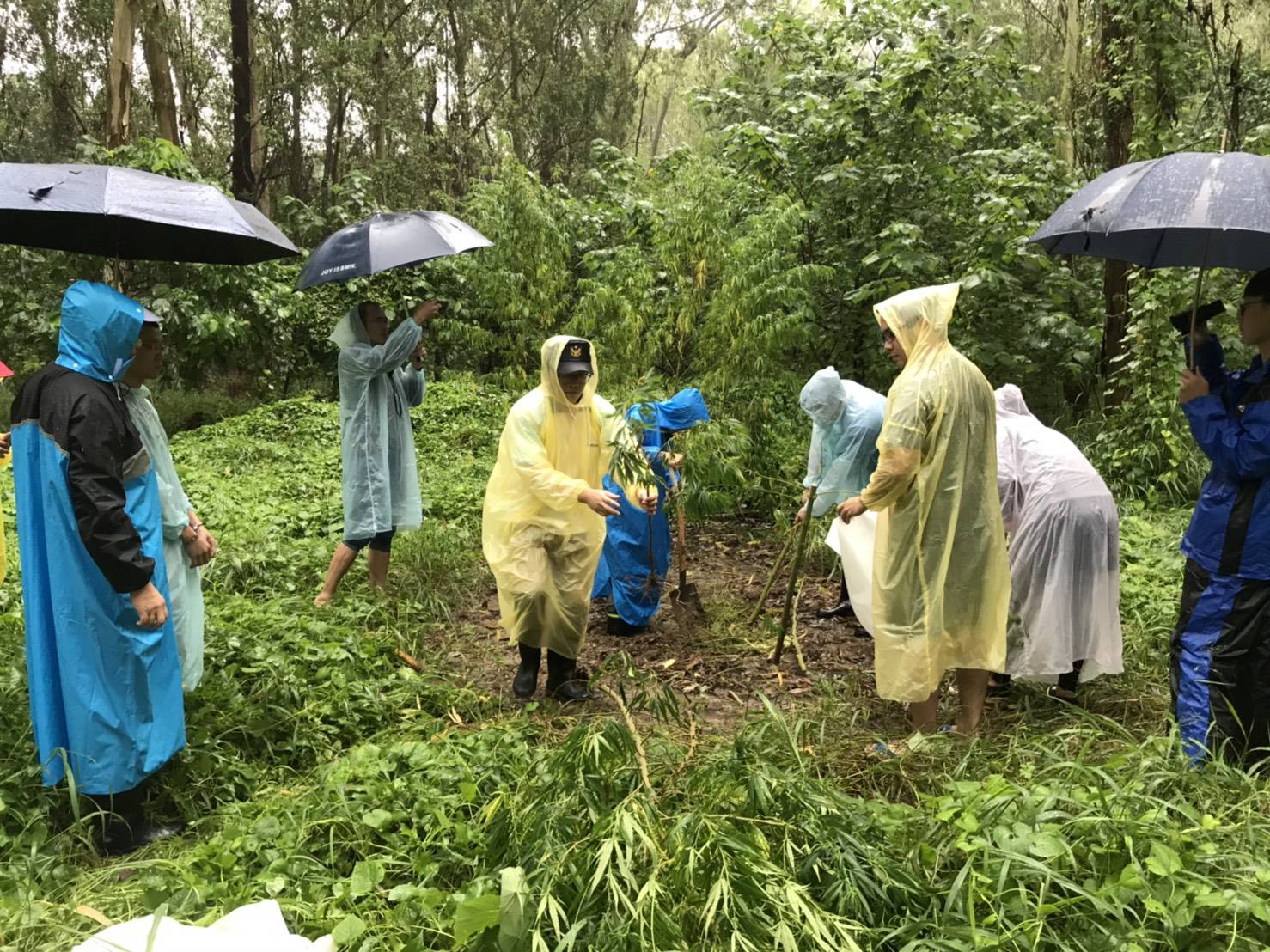 警方在仁德虎山農場查獲大麻園。（翻攝畫面）