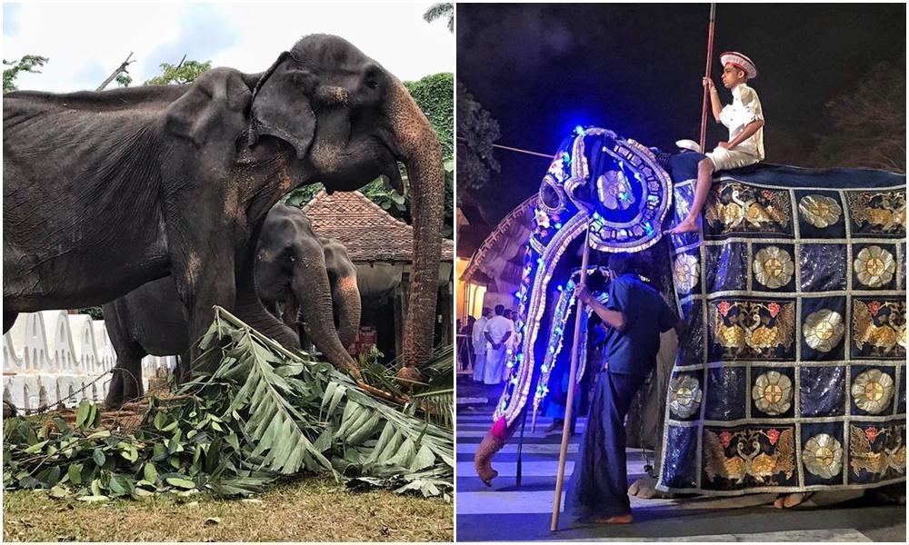 70歲母象蒂奇莉穿上華服遊行,華服下身軀卻是皮包骨。(翻攝自Save Elephant Foundation臉書)