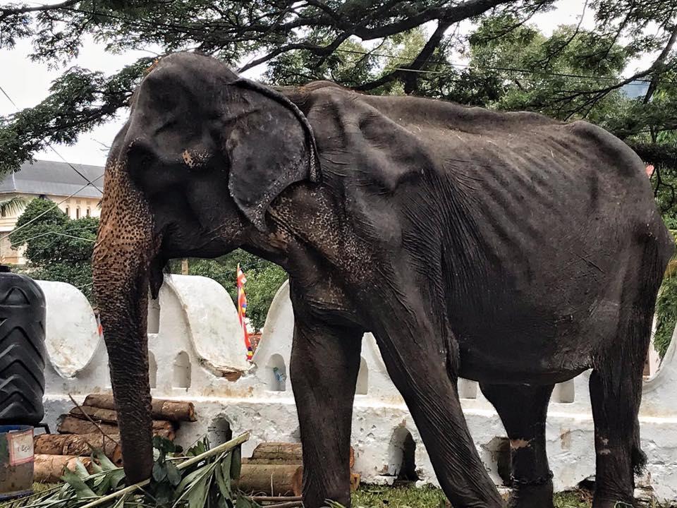 70歲母象蒂奇莉瘦成皮包骨。(翻攝自Save Elephant Foundation臉書)
