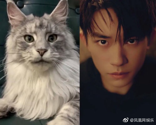 易烊千璽第十隻貓入手，是一個漂亮且稀有的緬因貓。（翻攝鳳凰娛樂）