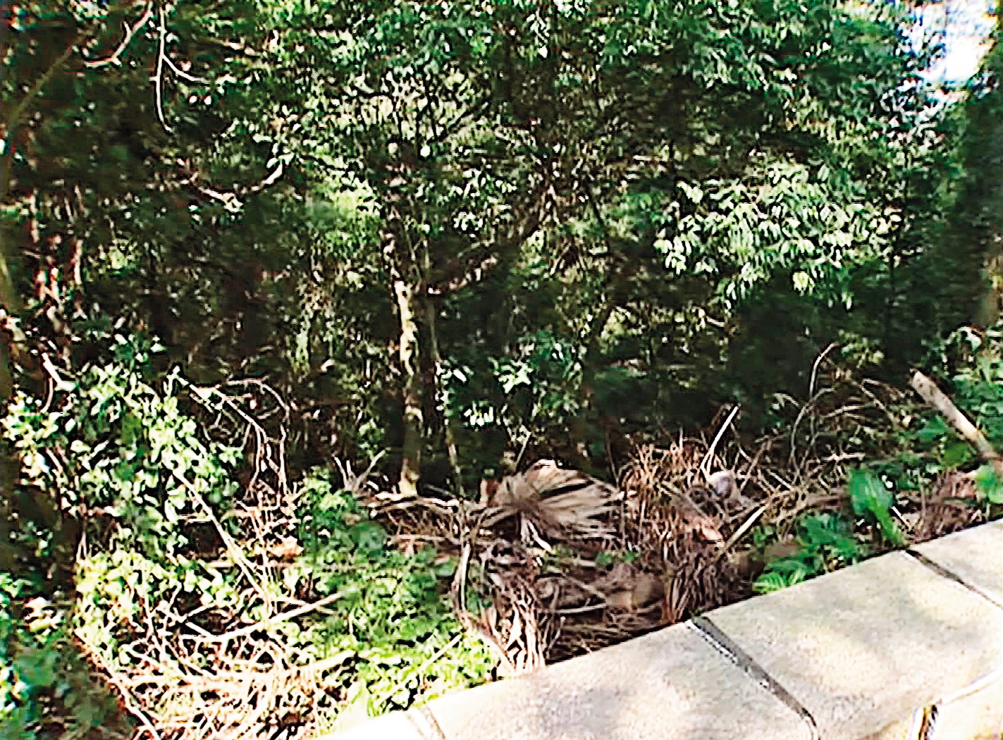 徐志忠被登山客發現陳屍在外雙溪山區一處雜草叢中。（東森新聞提供）