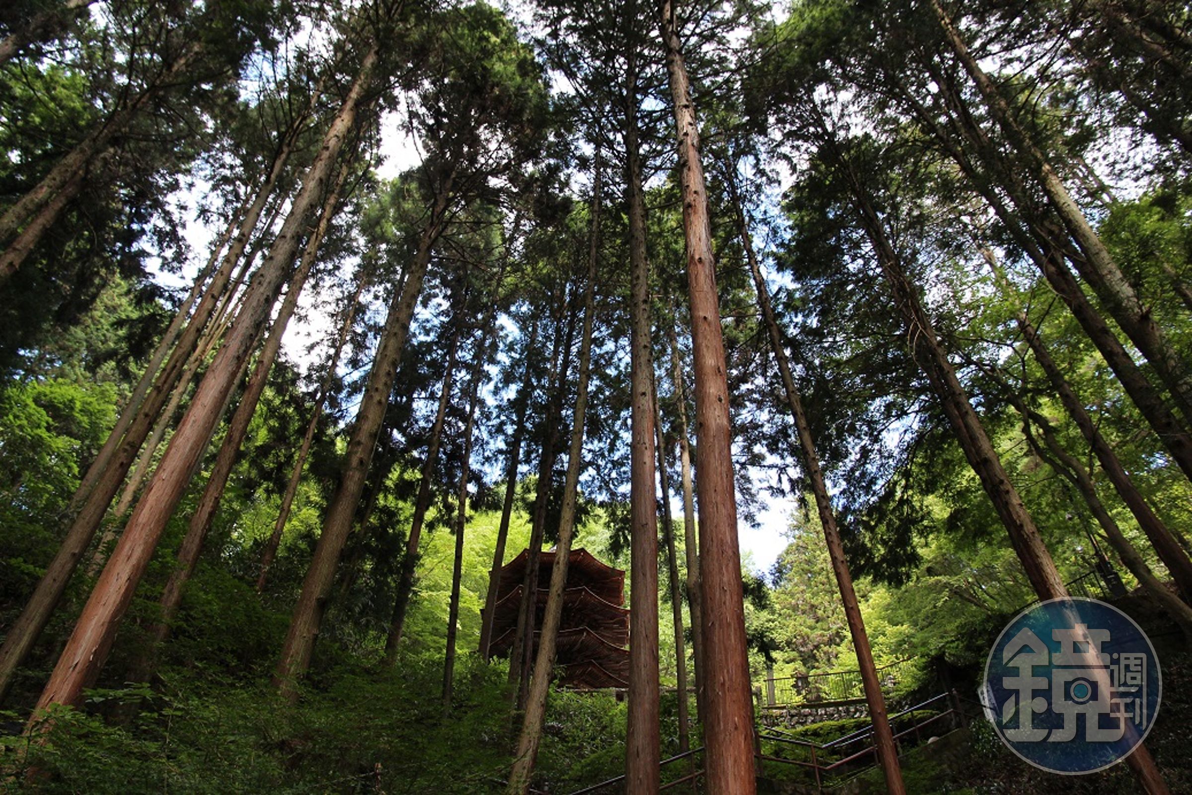 院內樹林稠密。