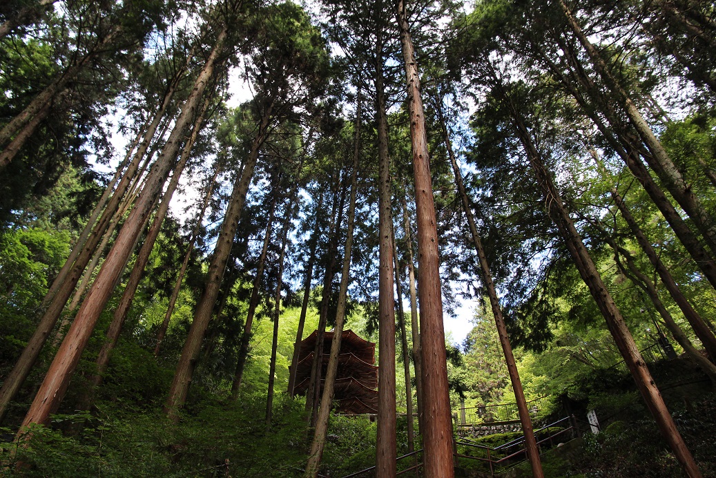 院內樹林稠密。