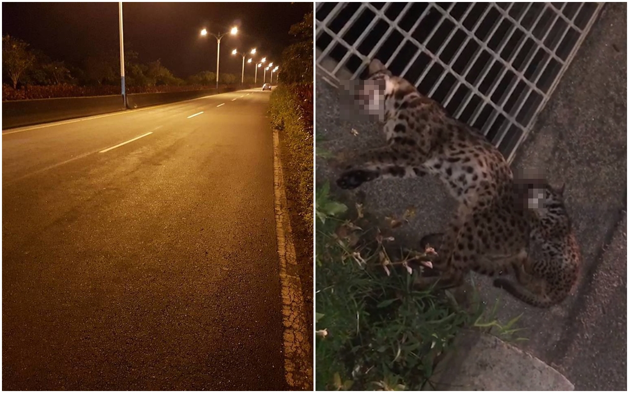 日前苗140線（左圖）才剛發生石虎路殺事件，昨日台13甲造橋鄉阿義碑路一帶又現路殺憾事，而且還一次帶走了石虎母子（右圖）。（苗縣府提供／翻攝自路殺社粉專）