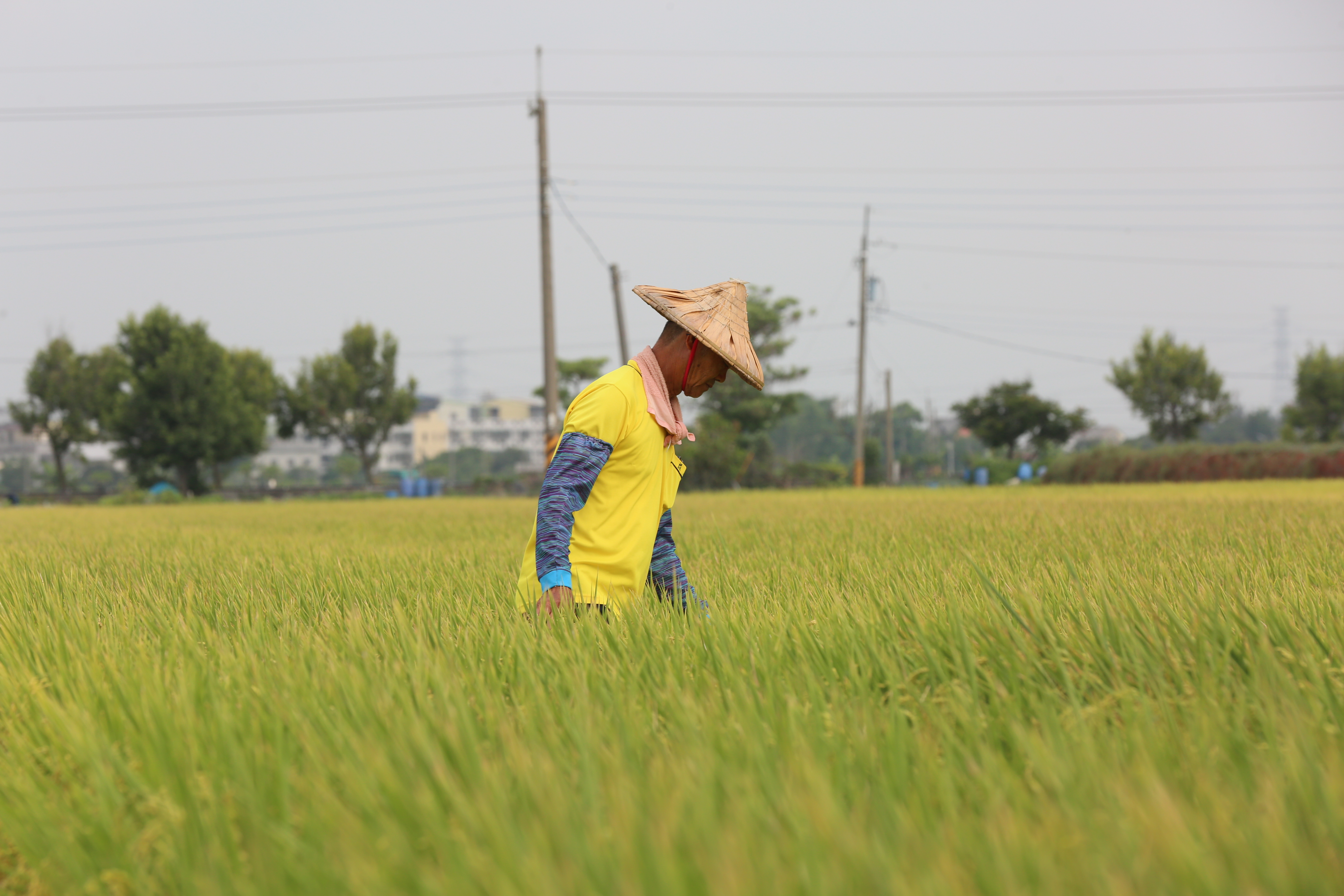 多數人都誤以為農保退保後，老農津貼就會被停發，全台有九萬三千多人因此未申請。圖為示意圖，非當事人。