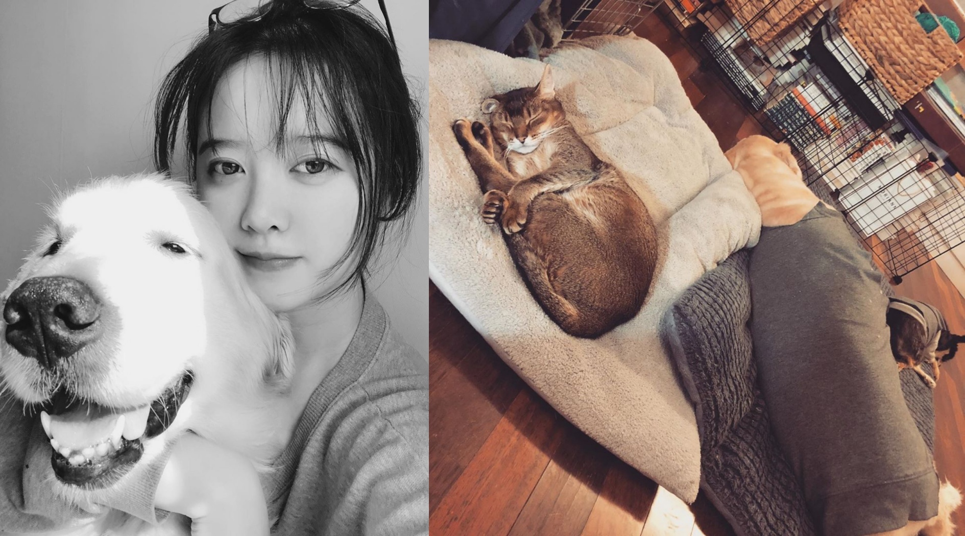 具惠善將她展覽的所得捐給動物機構行善。（合成自具惠善IG）