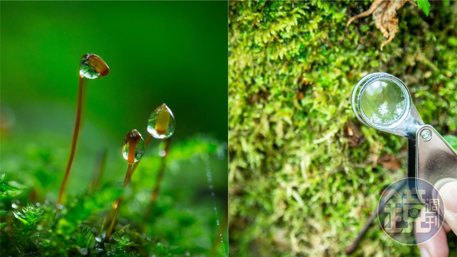 參與苔蘚散步行程的旅客,可以用小型放大鏡,一路找尋苔蘚,季節對、人品大爆發和視力夠好,有機會親見奇幻的微型生態。(左圖為「星野集團奧入瀨溪流酒店」提供)