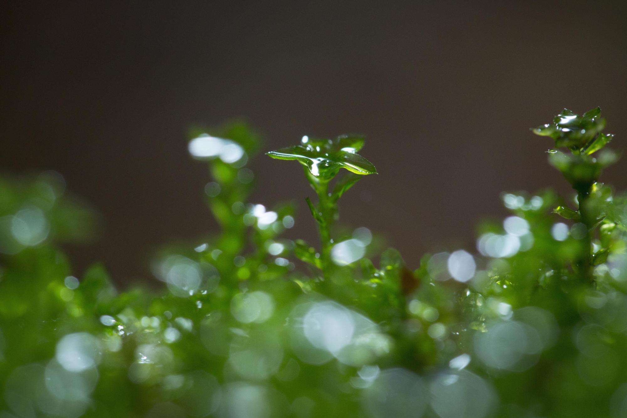 苔蘚緩緩張開的身形,看起來非常療癒。(星野集團奧入瀨溪流酒店提供)