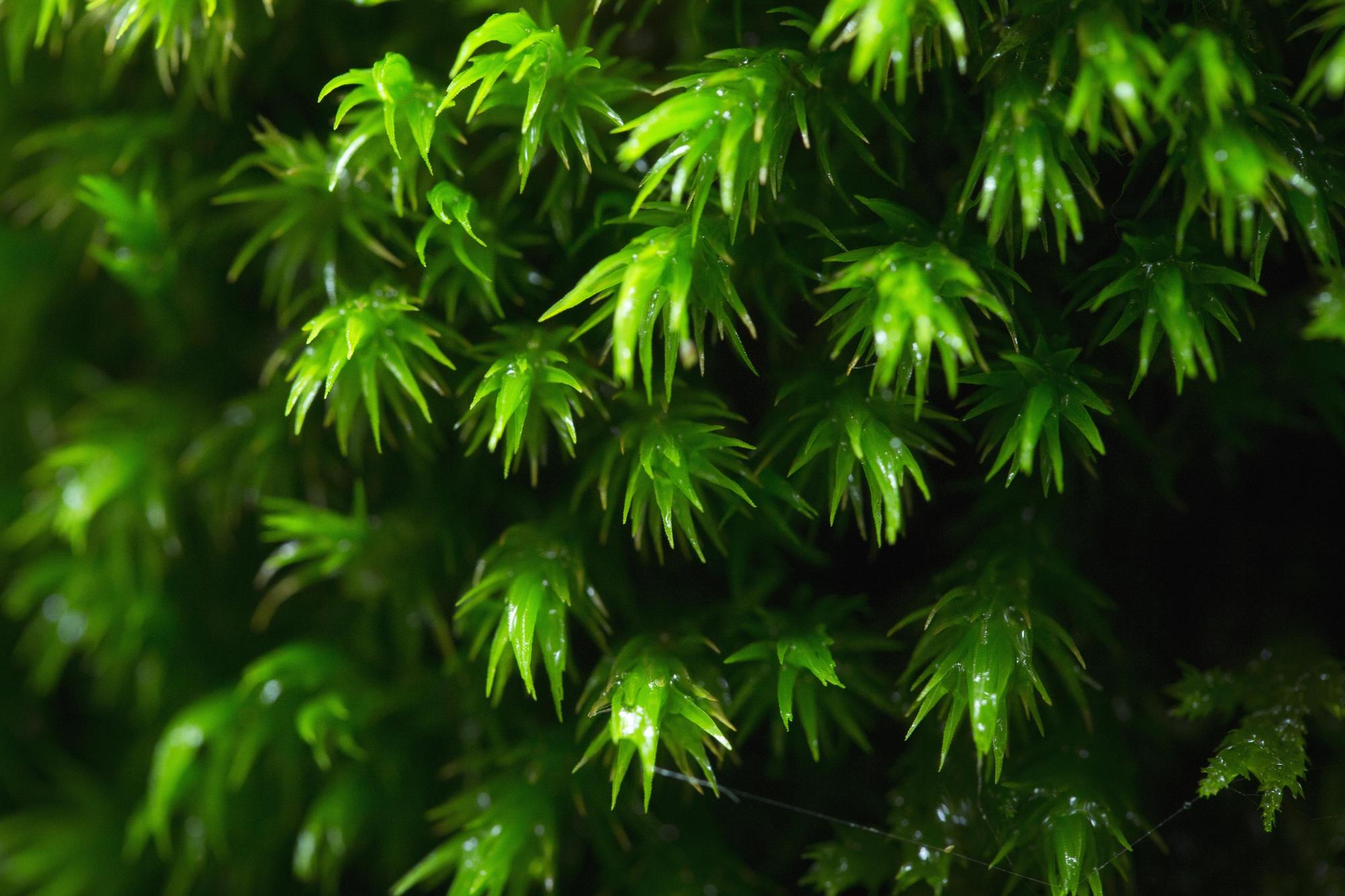 苔蘚散步的趣味在於,下一刻會找到什麼奇妙的小東西。(星野集團奧入瀨溪流酒店提供)