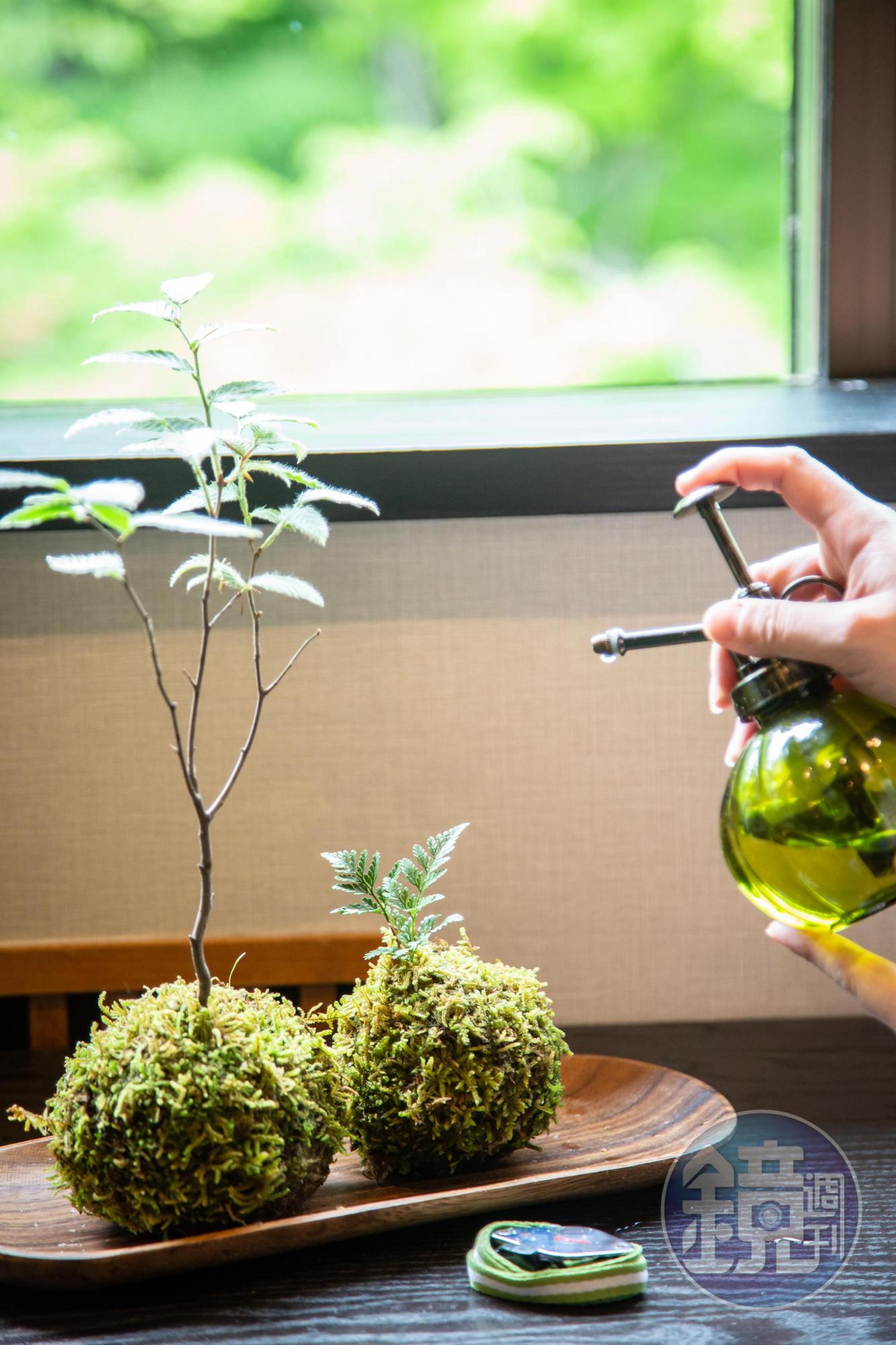 苔蘚房裡有噴霧瓶、放大鏡，讓苔蘚女孩可隨時觀察苔蘚植栽。