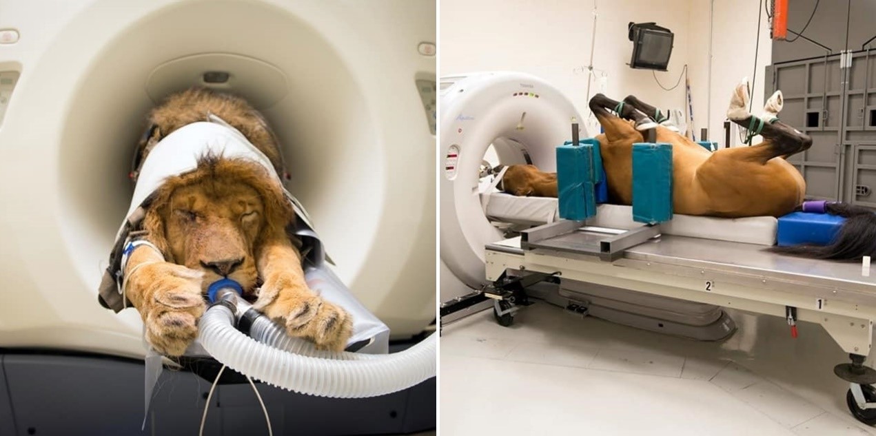 超可愛動物CT照。（翻攝自Medicine Meets Technology，以下皆同）