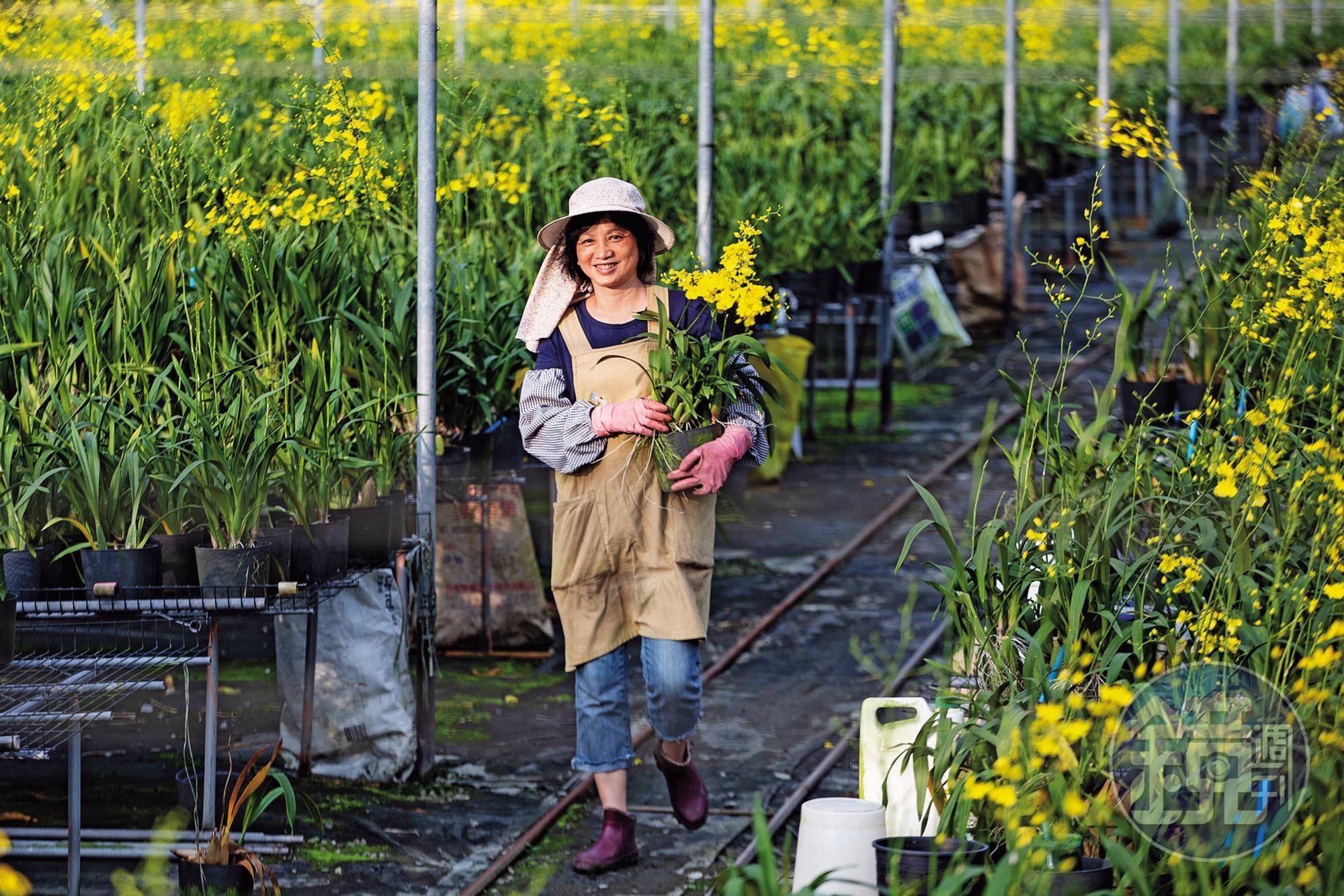 石岡媽媽團長楊珍珍性格堅毅,雖然屢遭天災打擊,仍心懷感恩,不向命運低頭。目前她和丈夫、兒子一同種植文心蘭,外銷日本。