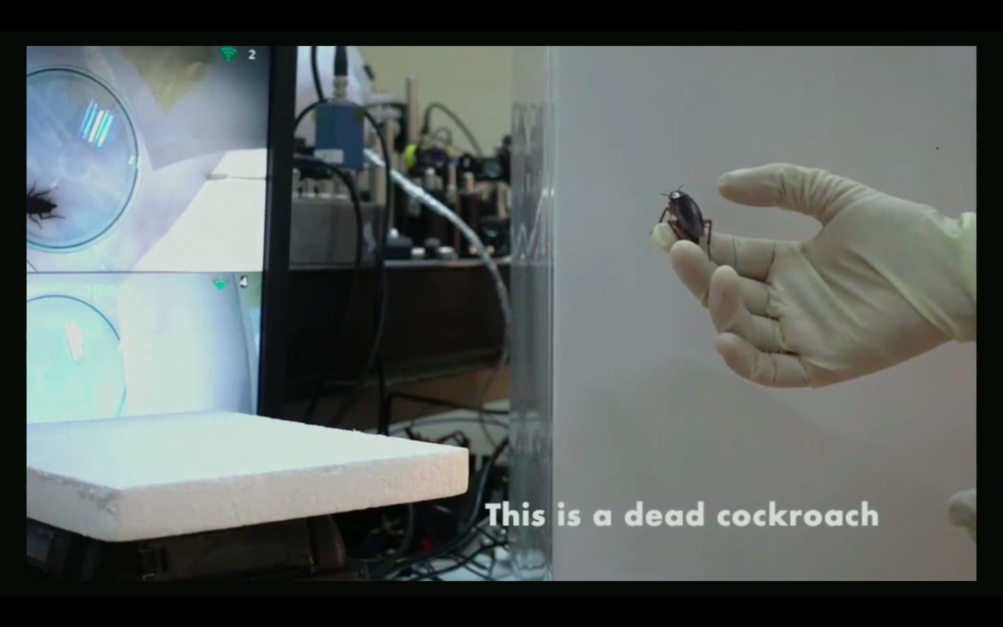 為了測試美洲蟑螂的磁性，研究團隊把活蟑螂跟死蟑螂同時黏在冰箱上，發現活蟑螂無法附著。（截自Improbable Research）