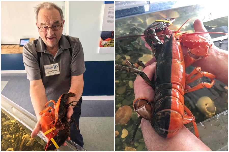 美國漁民捕獲極為罕見的「雙色龍蝦」，身體半黑半橘紅，生成機率為5千萬分之一。（翻攝自mainecenterforcoastalfisheries臉書）