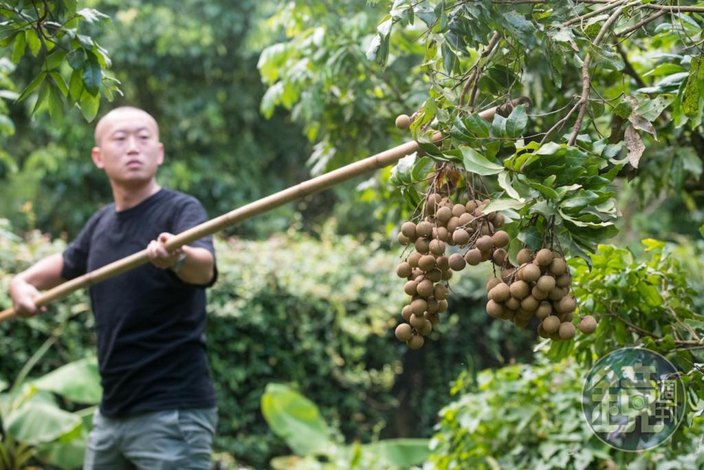 百年野放龍眼樹園,至今仍維持用長竹竿摘折果實手法。