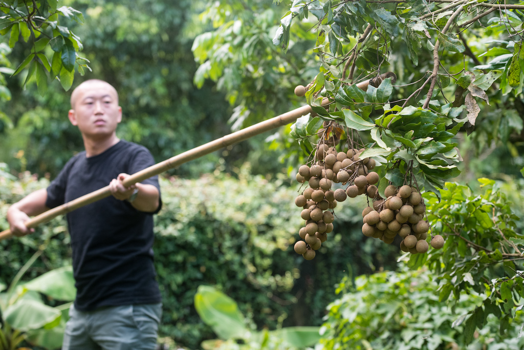 百年野放龍眼樹園，至今仍維持用長竹竿摘折果實手法。