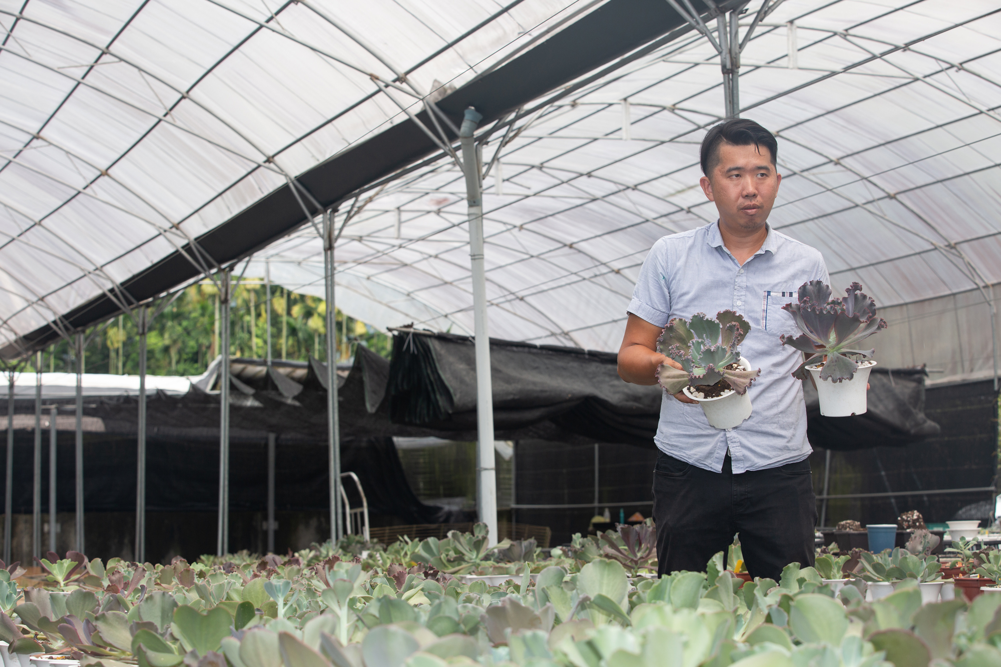 從小喜歡種植多肉植物，羅維振特別搭建了溫室，今年開始繁殖販售。