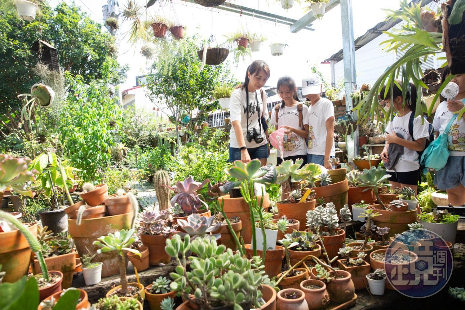 烏牛欄手作巧克力花園內有上百坪空間擺放多肉植物,吸引許多「肉友」前往朝聖。