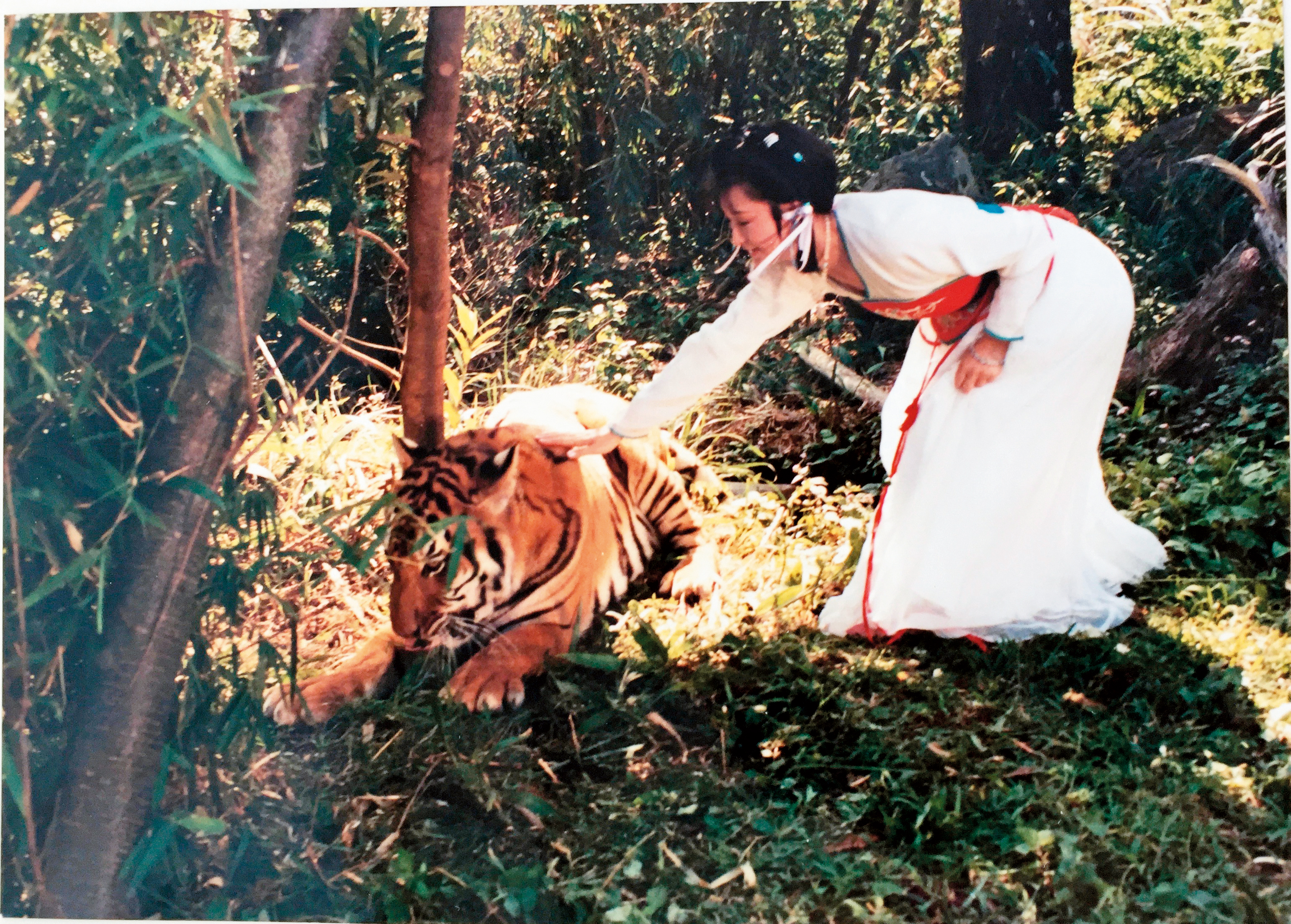 潘迎紫在拍《一代女皇》時，曾被老虎撲傷。（潘迎紫提供）