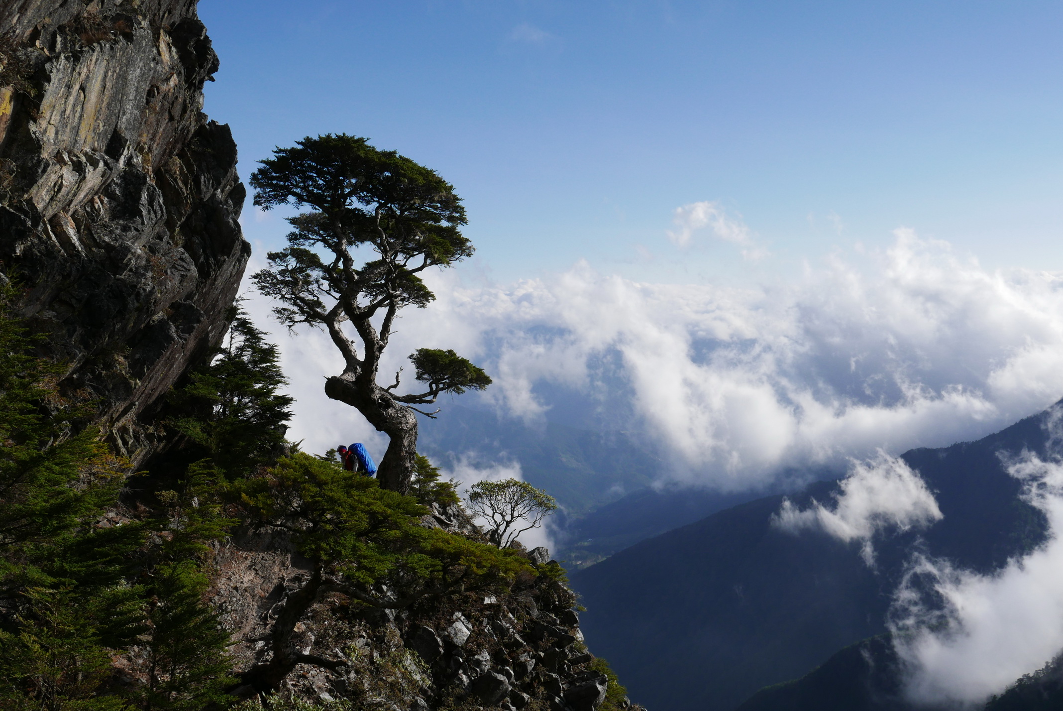 池有名樹為著名的鐵杉。